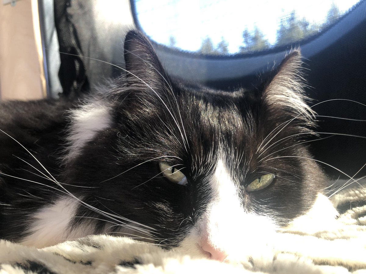 Sunday (9/27) was a mellow day for me. Meowmy and I crossed into Oregon, then I chilled in the van while the humans walked on a beach at Crissey Field State Recreation Site. 🚐🌊
Read more &amp; see more pics: instagram.com/p/CF1FWZvjTF6/…
