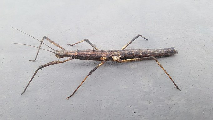 トゲナナフシをみた

秋が深まるにつれて路上で見かける数が
増えていく気がする 