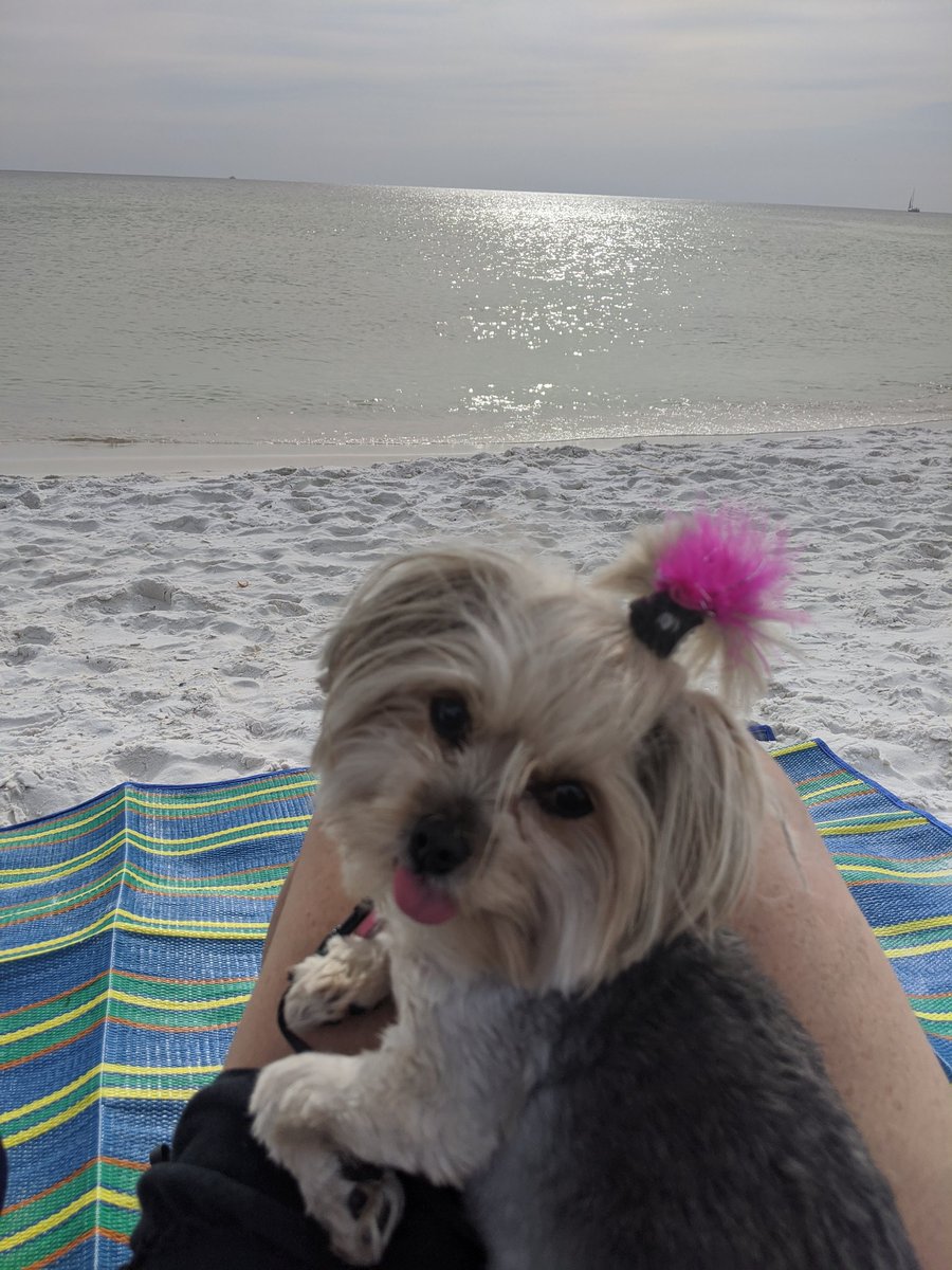 kellylculbreth's tweet photo. I don't want to break the internet or anything, but Willow absolutely loves the beach!  😍   I'm working on my next book, and she has been the best sidekick!

#furrywritingpartner. #writingatthebeach
#beachlife. #beachdog https://t.co/YPaO2kKgAd