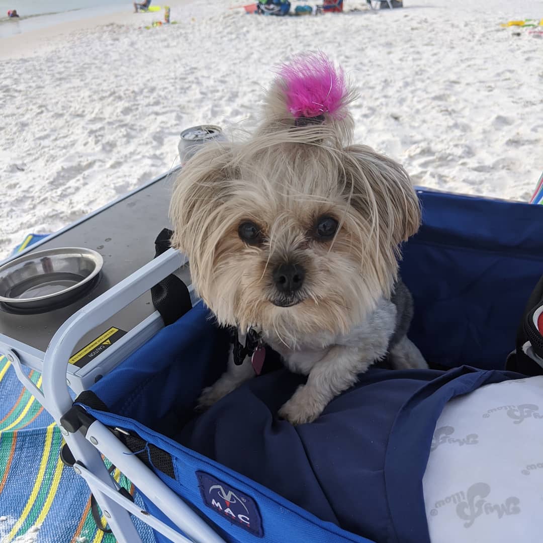 kellylculbreth's tweet photo. I don't want to break the internet or anything, but Willow absolutely loves the beach!  😍   I'm working on my next book, and she has been the best sidekick!

#furrywritingpartner. #writingatthebeach
#beachlife. #beachdog https://t.co/YPaO2kKgAd