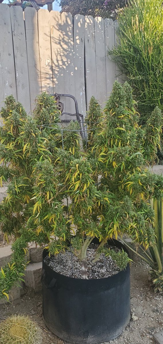 WalterWhiteofW1's tweet photo. More weed than Time these days .
Not a bad problem at all.
SFV-og #bubblehash #dryicehash #concentrate #GYO #stonerfun #hash #trichomes #keif #StonerFam #CannabisCommunity https://t.co/4AAW4Cw4fJ