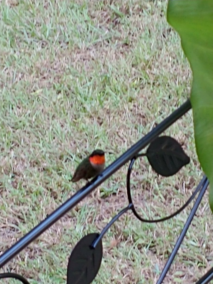 Susan Rhoads Supulver tweet media