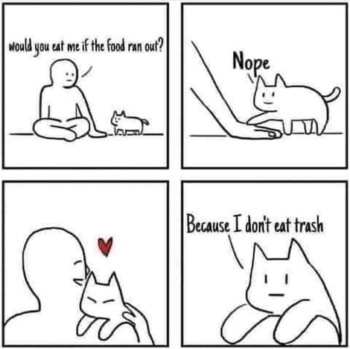 jludemann's tweet photo. @zcarlbom @19neeko @jen_lueck #Caturday https://t.co/N2ATjCsw3k