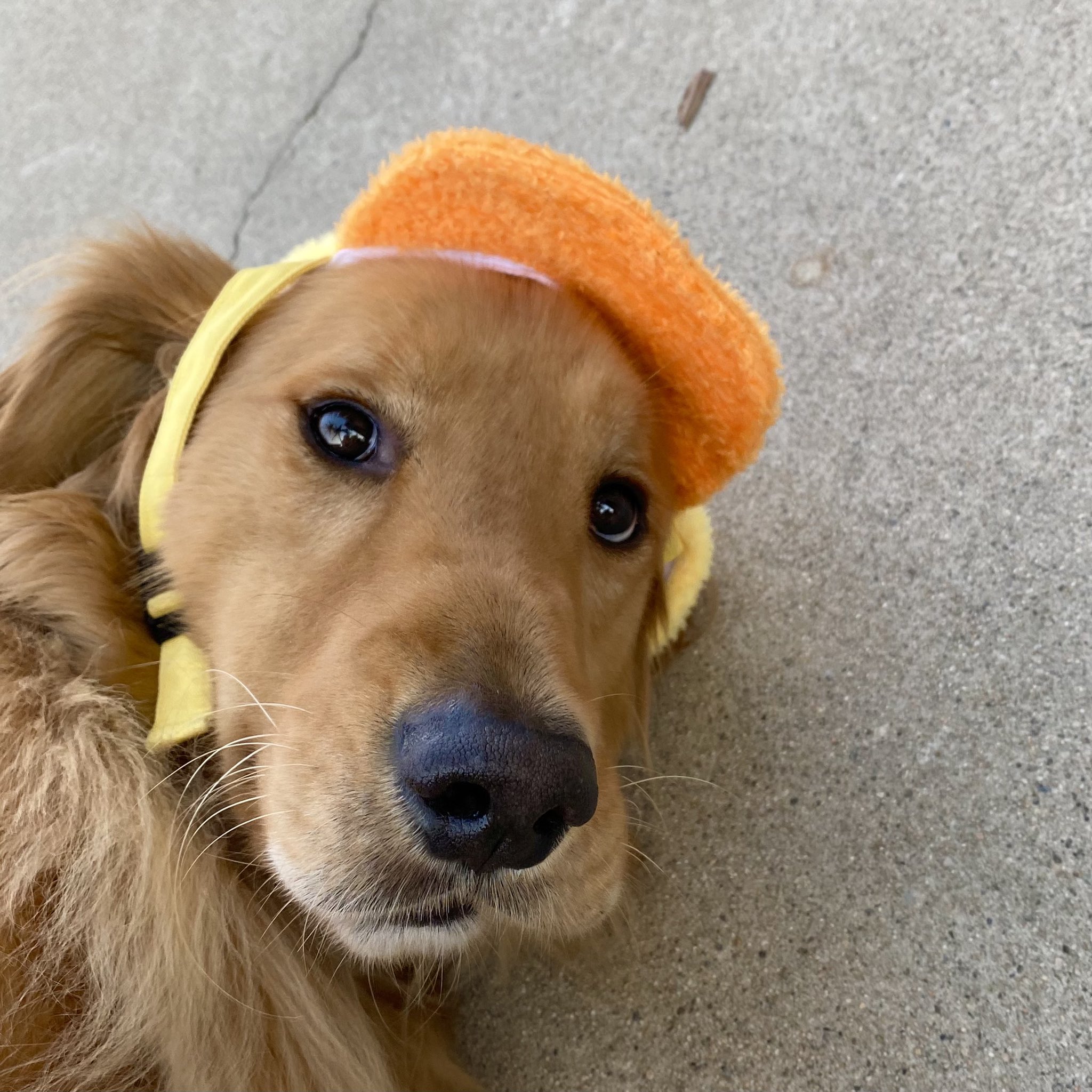 Dog with cheap duck hat
