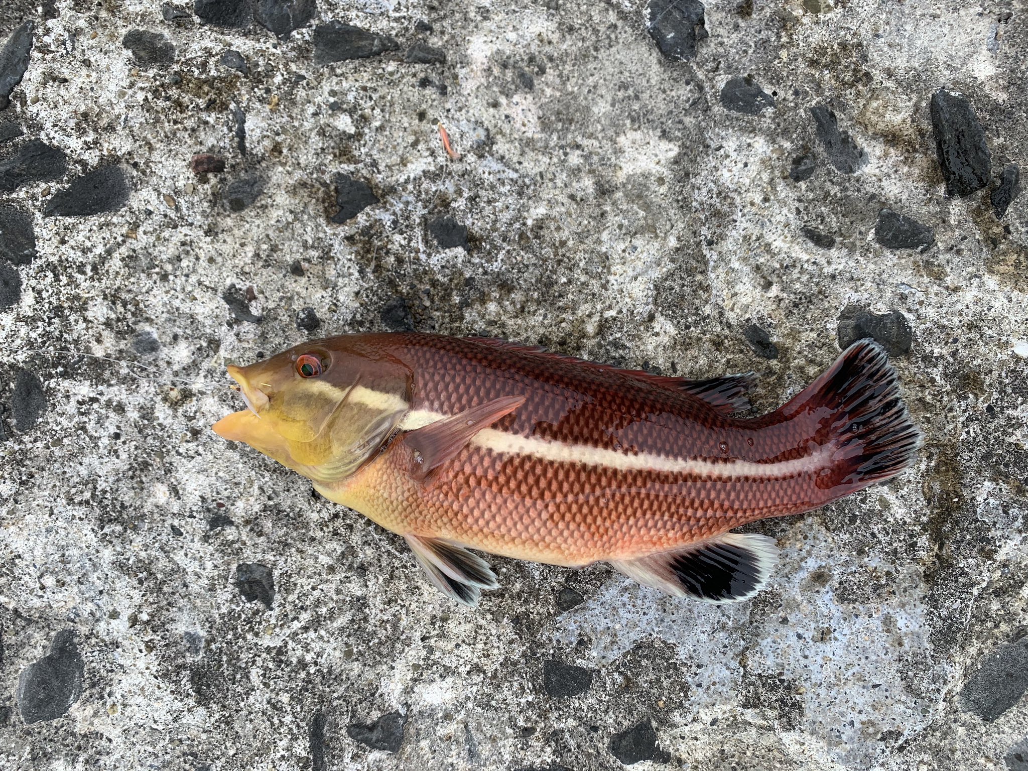 Juzo この魚初めて釣ったんすけど 宮城ではめちゃくちゃ珍しいコブダイの幼魚でした T Co Dmg9n6fexc Twitter Juzo この魚初めて釣ったんすけど 宮城ではめちゃくちゃ珍しいコブダイの幼魚でした T Co Dmg9n6fexc Twitter