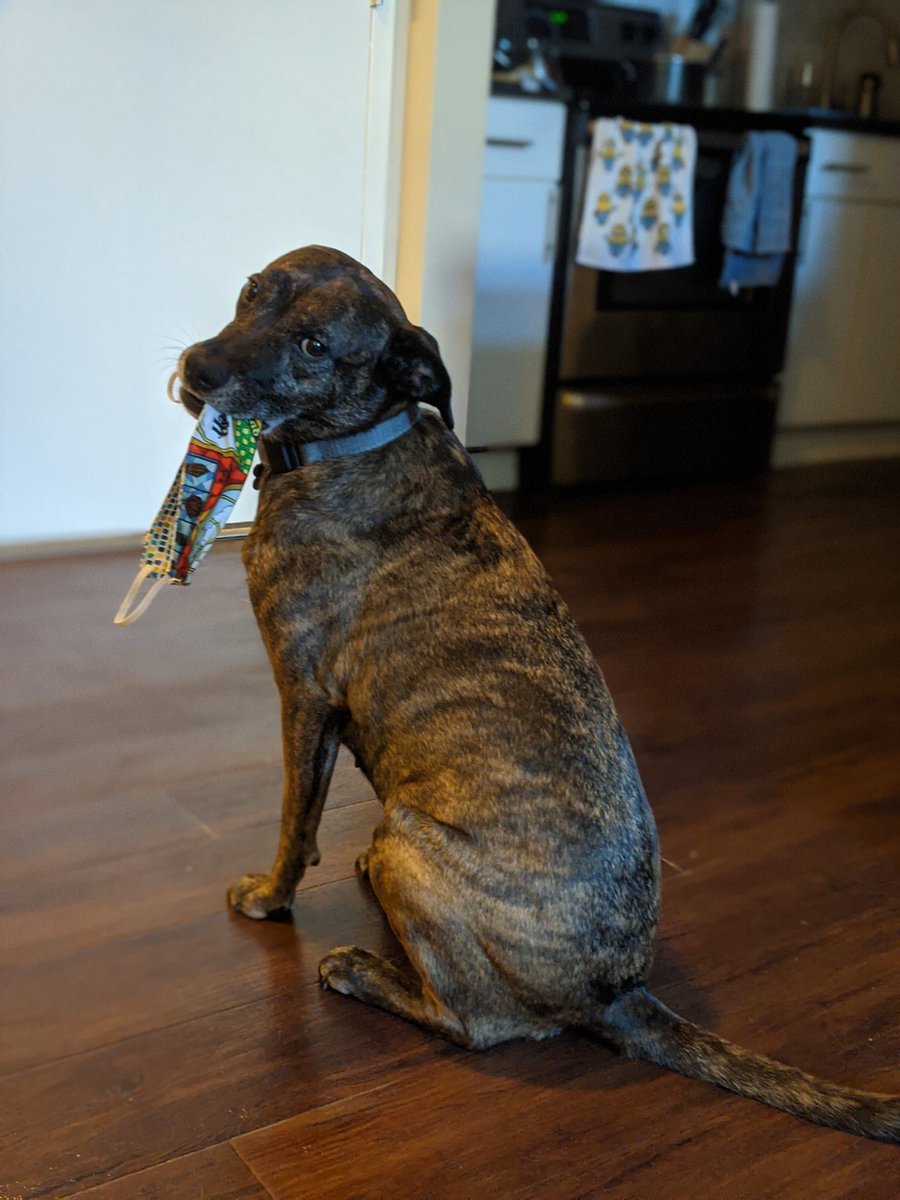 Lily reminding me it's time to walk by bringing my mask to the door. How times have changed! #MaskUp #COVID19 #Alsovote #VOTE