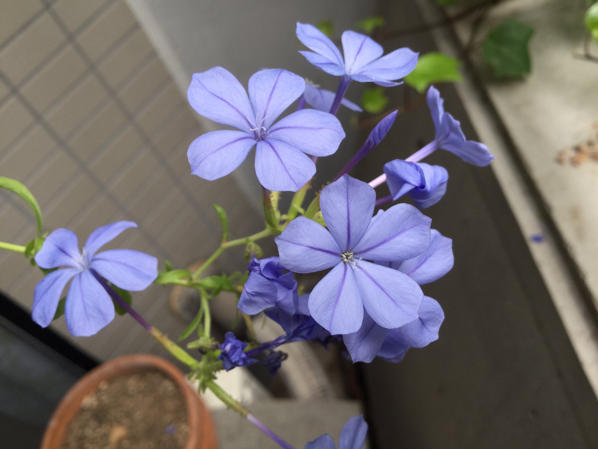 はなおーたしゅんたさびちび いまルリマツリが長い開花期の中間あたり ニオイバンマツリは開花期では無いけどなぜかポツポツ咲いている マツリカ 茉莉花 ジャスミン ルリマツリの花 姿はジャスミン似 ニオイバンマツリの香りはジャスミン似