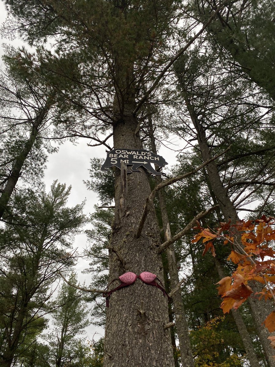 In fairness and balancedness to both presidential campaigns here is a trump on an undergarment in the middle of the forest.