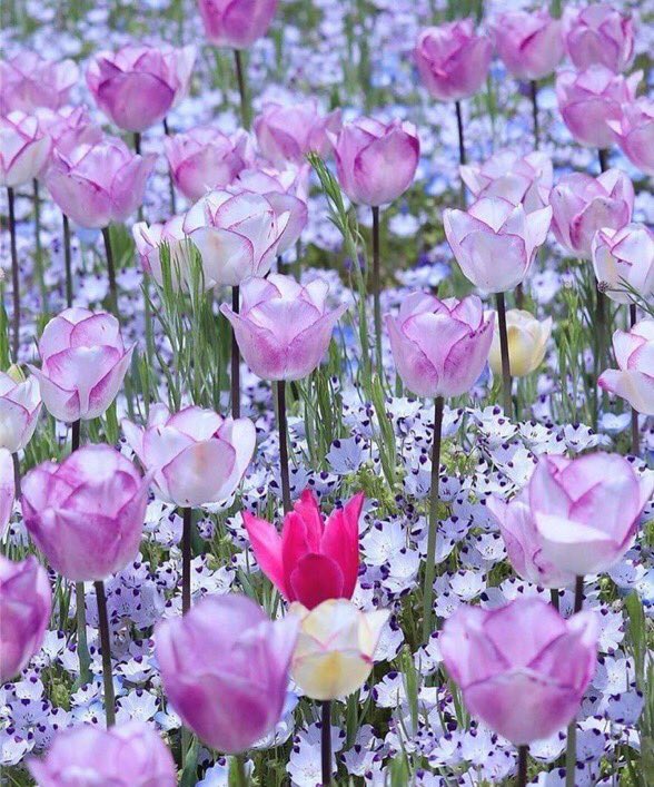 trichyls's tweet photo. 🌷hi most inspiring friends 🌸very good morning 💕evening 🍂very happy blessed Sunday everybody around the globe 🌏 🌍🌎 take care 🌹🦋🌹 https://t.co/aH2LKR1bLB