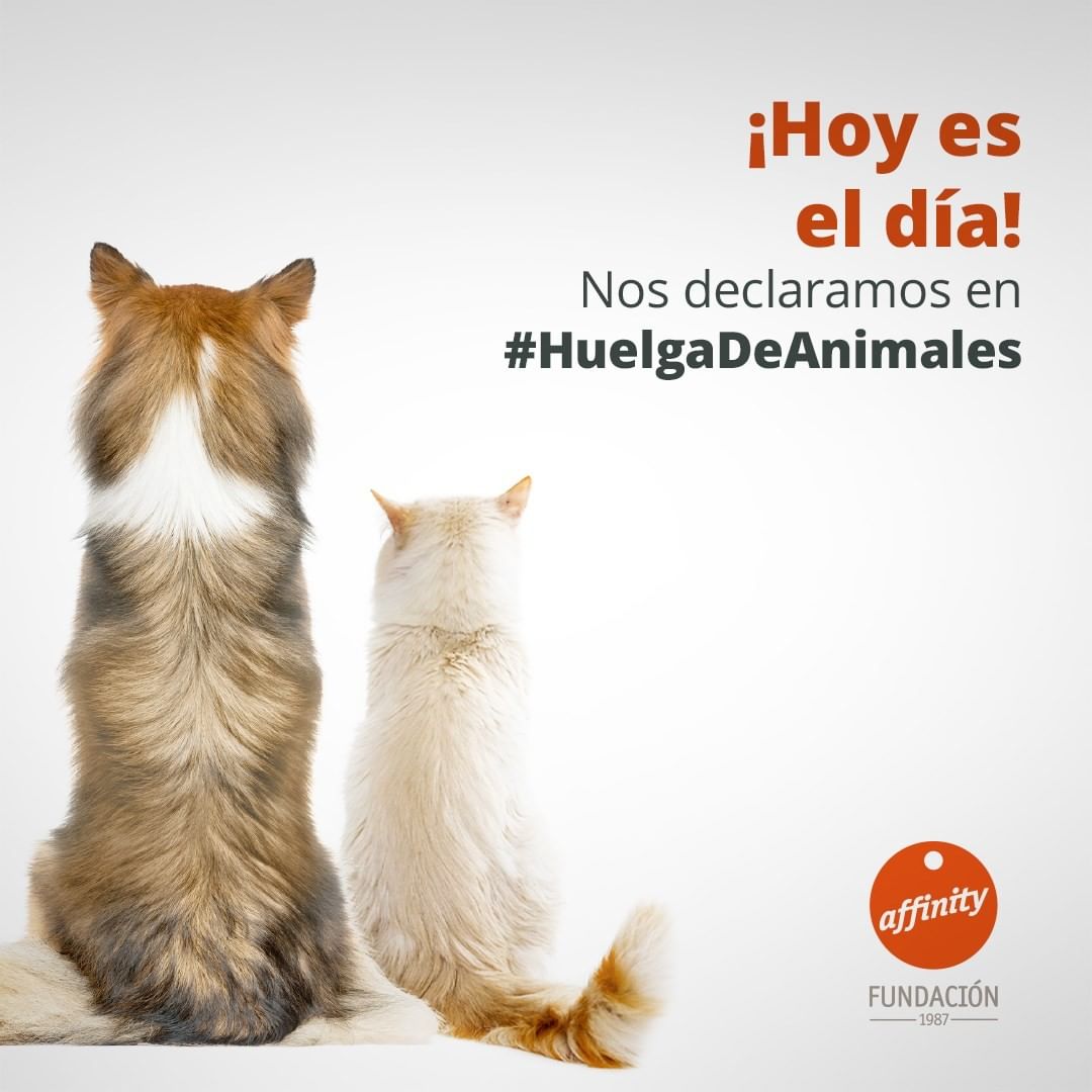 Fund_Affinity's tweet photo. Hoy, Día Mundial de los Animales, perros y gatos están en huelga para denunciar los cientos de miles de abandonos anuales y la difícil situación de muchas protectoras en España.​

Súmate compartiendo una foto de tu perro o gato de espaldas con el hashtag #HuelgaDeAnimales. https://t.co/iJkKqqS1mA