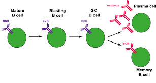2/CSome basics:Immune cells known as T cells and B cells have receptors that recognize viruses.Think of the receptors as a lock, + portions of the virus as a key; i.e. the lock (receptor) binds to a specific key (virus region), + not to other keys https://twitter.com/AtomsksSanakan/status/1309309434867453952