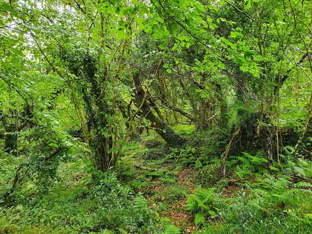Given time, this is what that initially modest-looking scrub develops into: extremely rich temperate rainforest, habitat for a fantastic range of wild native animals and plants