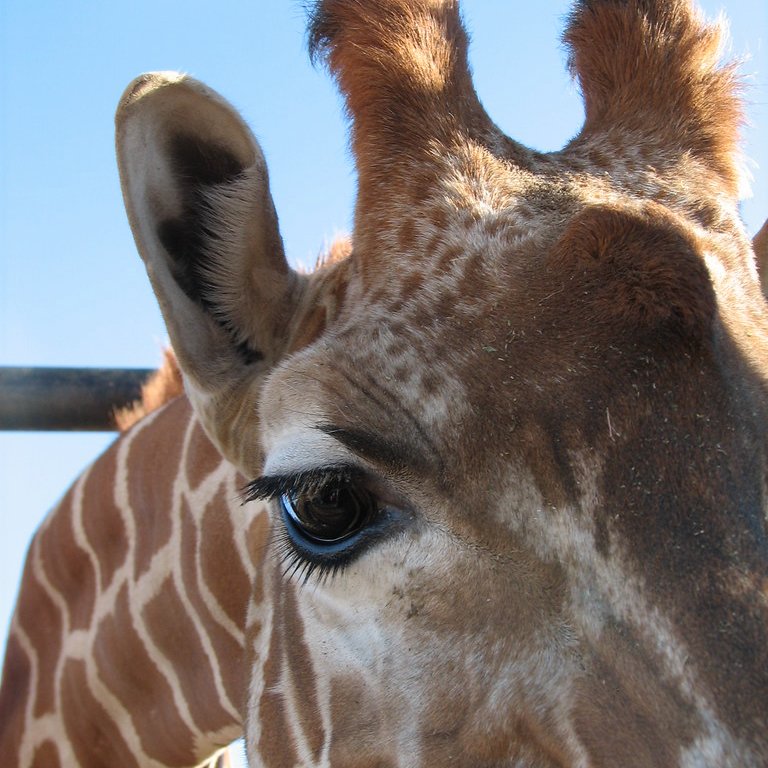 While we're at it, I also just noticed how beautiful giraffes' eyelashes are!