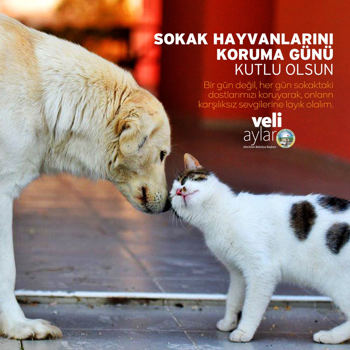 MecitozuB's tweet photo. İnsanlarda kaybettiğimizi nasıl hayvanlarda bulduk ama ♥️☺️ 

İyi ki varsınız muhteşem varlıklar 🐾 #4EkimHayvanlarıKorumaGunu #HayvanlarıKorumaGunu https://t.co/cehEtlfO3o