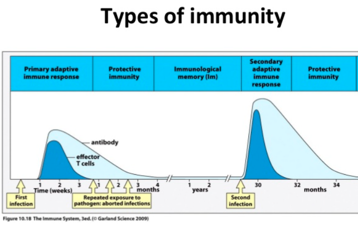 4/CBut if you're re-infected, T + B cells reach their full response quicker + better. That's what makes the T + B cell response *adaptive*; it improves w/ re-infection.Vaccines typically work by mimicking a 1st infection, so u respond better later https://www.slideshare.net/Pratheepsandrasaigar/introduction-to-immunology-63981687