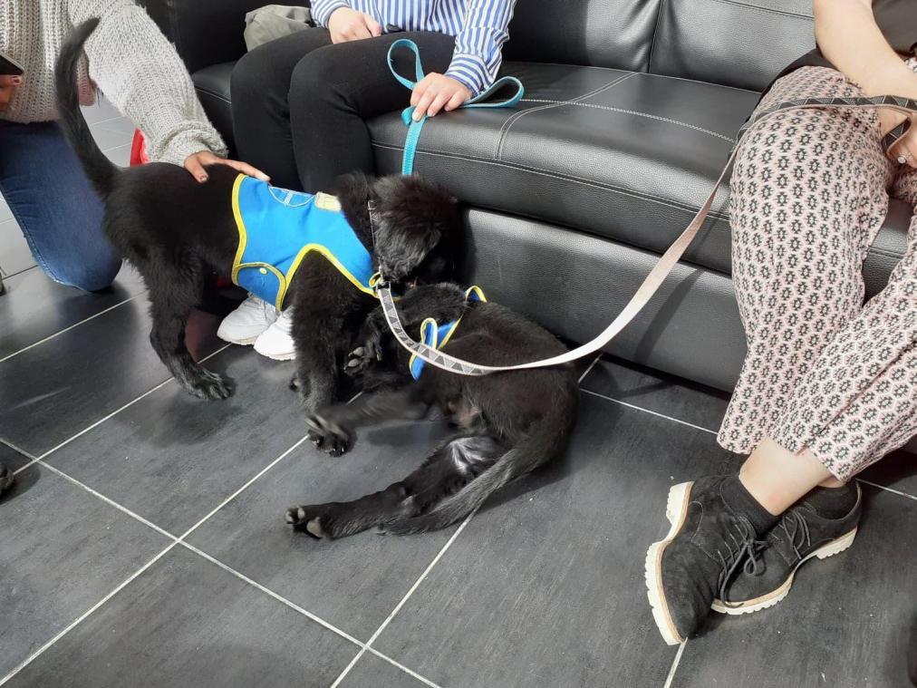 CourrierPicard's tweet photo. #Oise À l’école UniLaSalle de Beauvais, on élève des chiots pour les personnes malvoyantes https://t.co/or7n8ulEDM https://t.co/UnQyaWZwB9