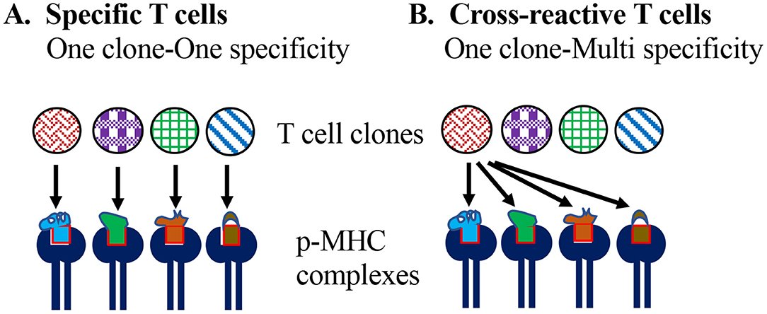 5/CSometimes two different viruses, bacteria, etc. are similar enough that the same T cell receptor or B cell receptor recognizes both of them.In other words: 1 lock recognizes more than 1 key.This is known as "cross-reactivity". https://www.frontiersin.org/articles/10.3389/fimmu.2019.02631/full