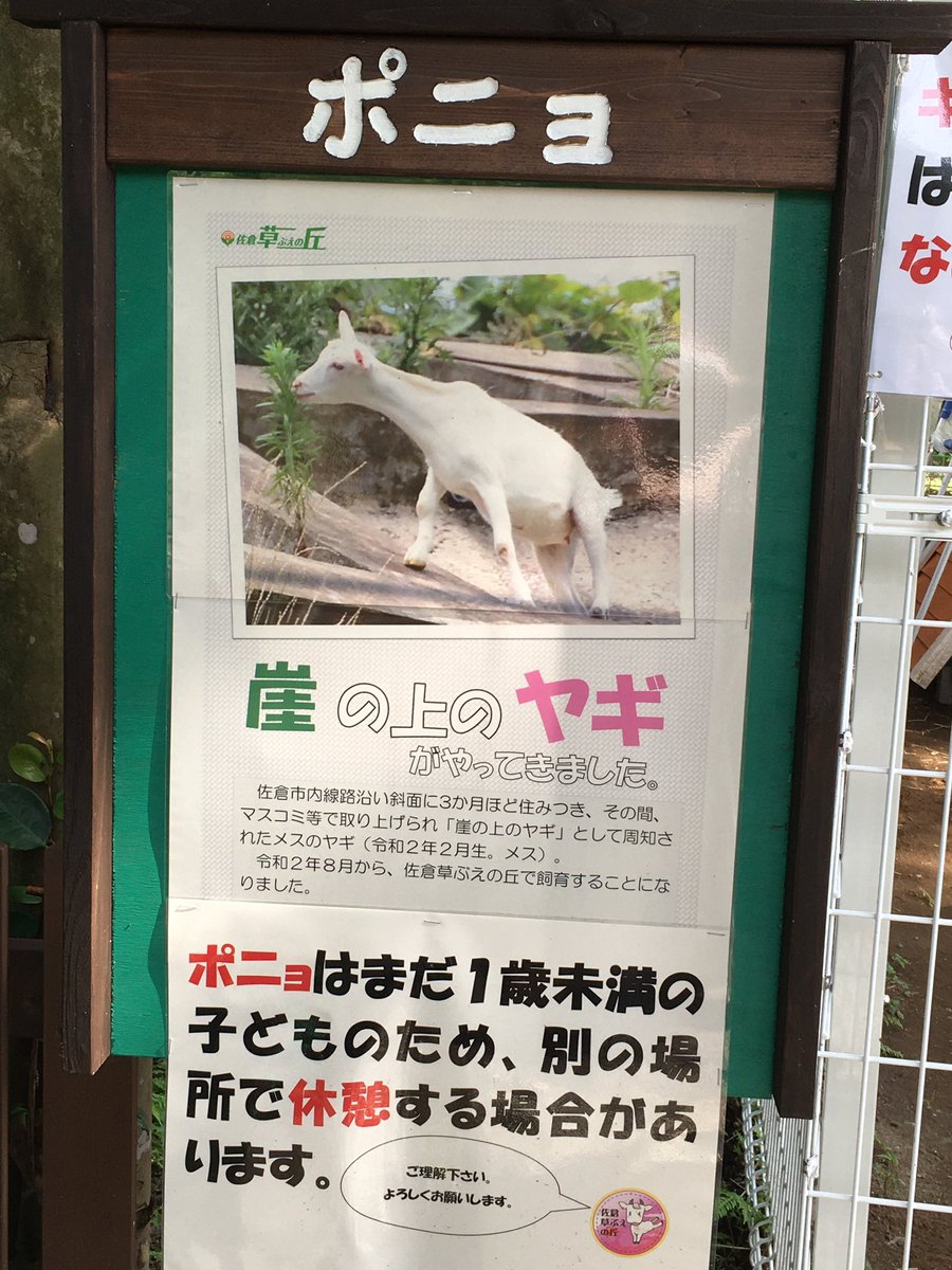 崖の上のヤギ Twitter Search