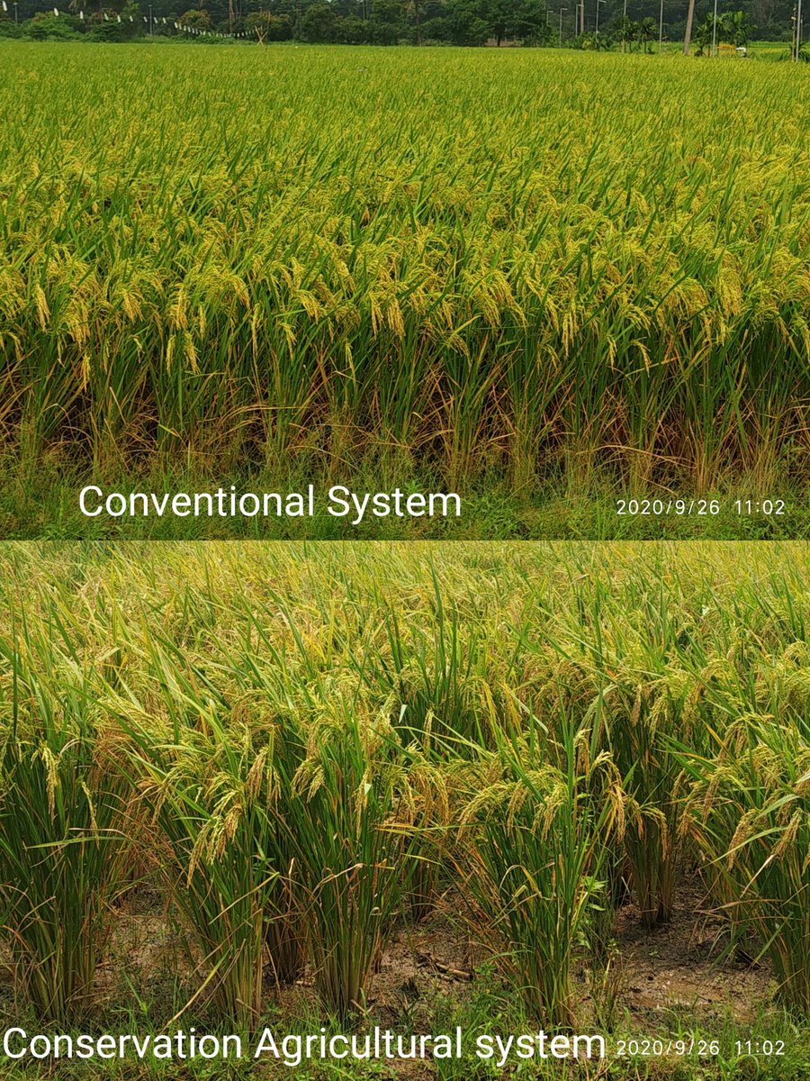 Here is the difference of rice as DSR in conservation agriculture system and puddled transplanting in conventional agriculture system in #balindifarm of #bckv 
#caastonconservationagriculture
#CAAST
#NAHEP