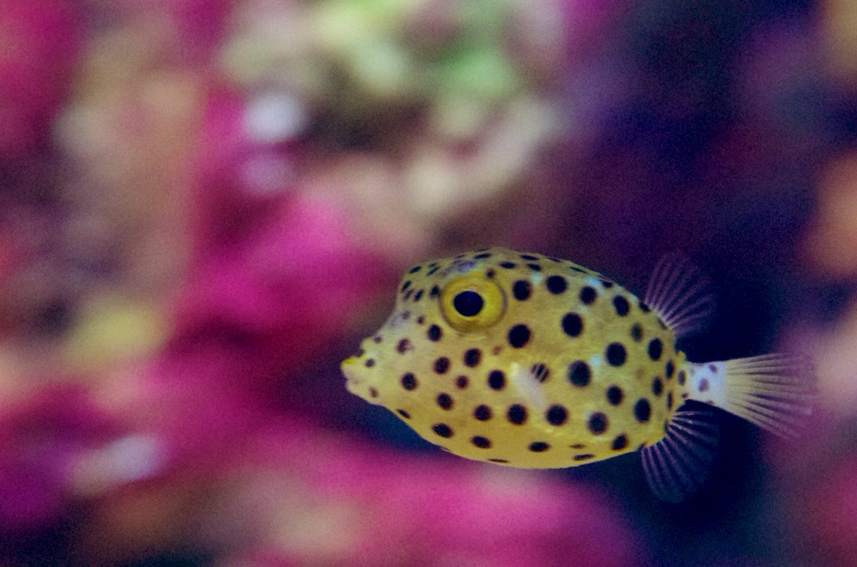 なお ハコフグ さん 可愛いかったです W 四国水族館 香川県 なお ハコフグ さん 可愛いかったです W 四国水族館 香川県