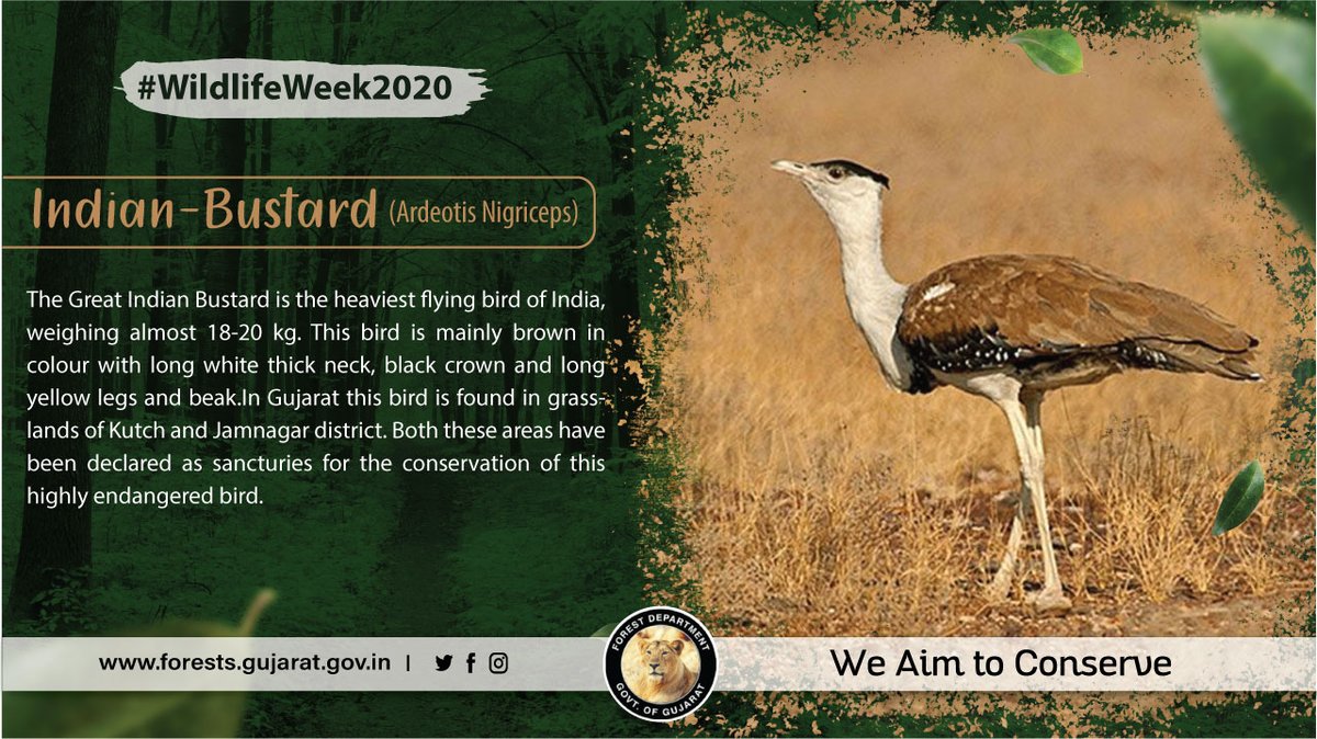 GujForestDept's tweet photo. “Gibi-The Great Indian Bustard”was added to the list of Global Wildlife Agreement at #CMSCOP13,which was co-hosted by @GujForestDept in the month of feb'20. Hosting CMSCOP13 was a significant step towards wildlife conservation in India where rep. frm 130countries had participated https://t.co/4XQs8ts1p3