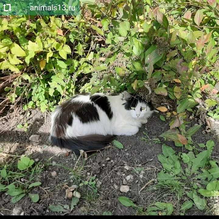 animals_13's tweet image. #Repost @animals13.ru 
Нужен хозяин для бездомного котика, в прошлом домашнего. На вид здоров. Очень умненький, красивый, обособленный от других животных. Зимой укрыться негде, т.к. подвалы в округе закрыты. Обращаться по номеру 8-987-995-40-92 #помощьбездомнымживотным #САРА…
