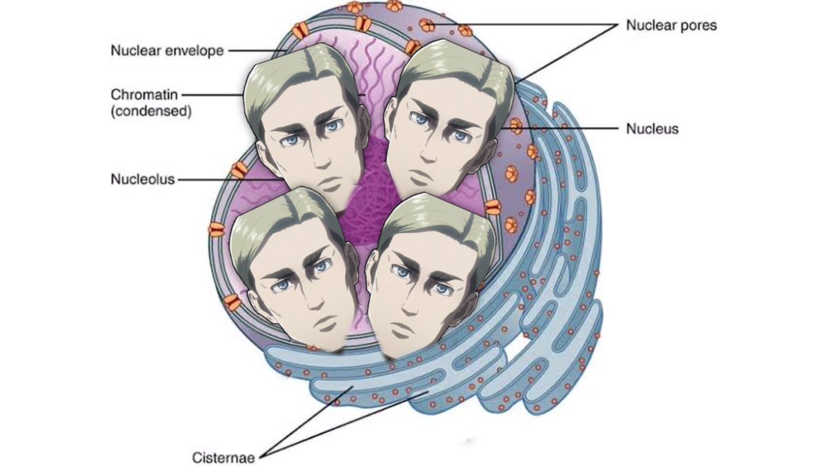 Erwin Smith: Nucleus- the leader of the scouts- basically controls the members- a necessity to keep the group in order- control center and a very important role for proper function of the cell
