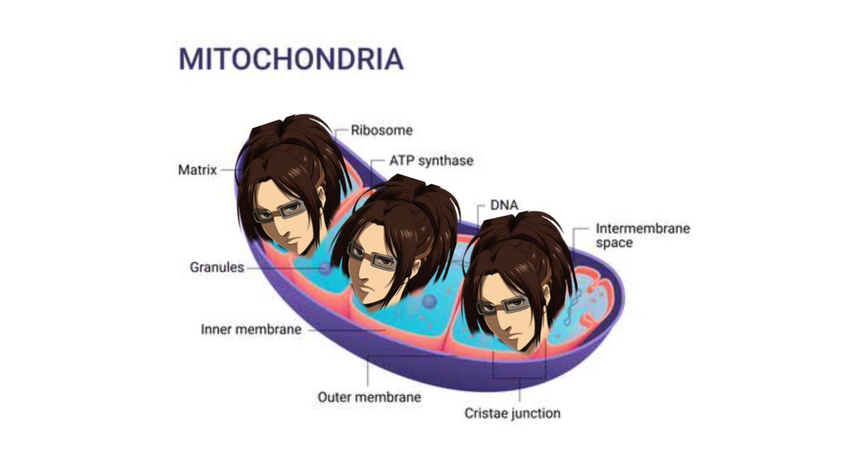 Hange Zöe: Mitochondria - the powerhouse of the cell- basically brings energy to the cell- is one of the most important roles for the group