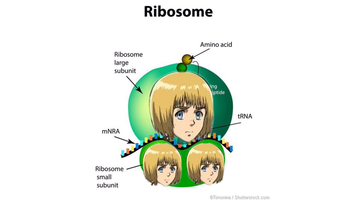 Armin Arlert: Ribosome- very smol but very useful- the one that produces proteins- also needed for directing and reporting the damage of the cell- responsible