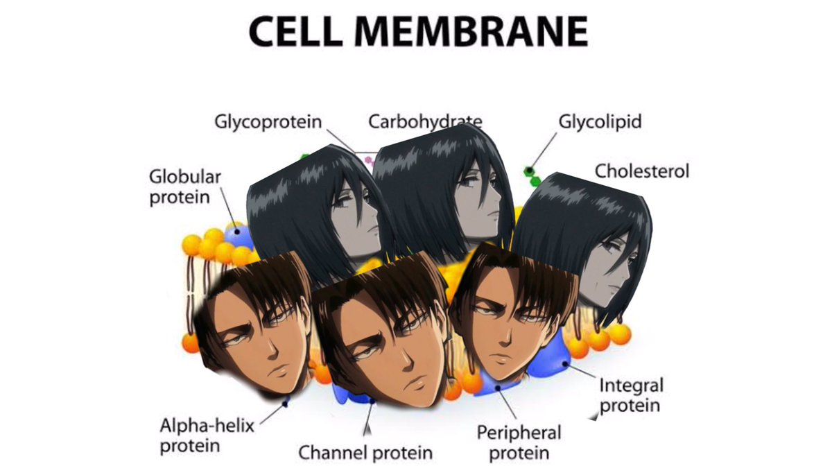 Mikasa & Levi Ackerman: Cell Membrane - protecc the cell from its surroundings- basically the group’s protection to harmful organisms