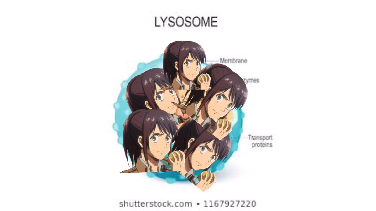 Sasha Blouse: Lysosome- basically the digestive system of the cell- always eats- can also protecc