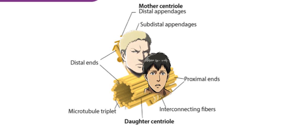 Reiner Braun & Bertholdt Hoover: Centrioles - the one responsible for splitting the cell during cell division- the two best friends in the group