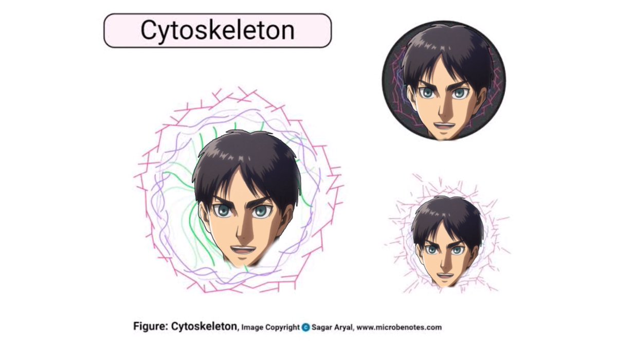 Eren Yeager: Cytoskeleton - complex boi- keeps the cell’s shape- provides support that enables cells to carry out functions like division and movement