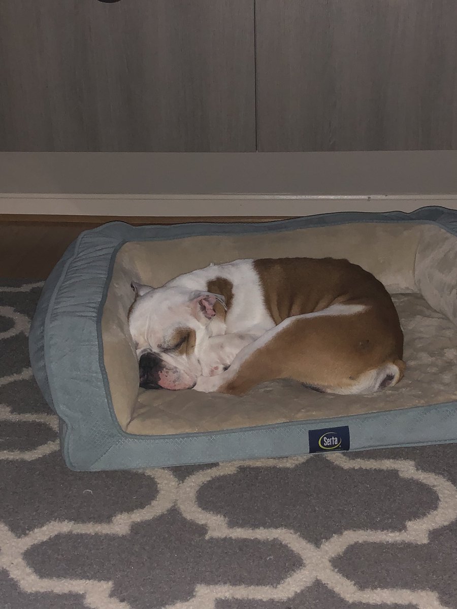 ThaCarterAis2's tweet photo. I can’t handle this sweet guy- crazy Saturday night #zeusbox #zeusdawgydog https://t.co/IB5j3HgyhP