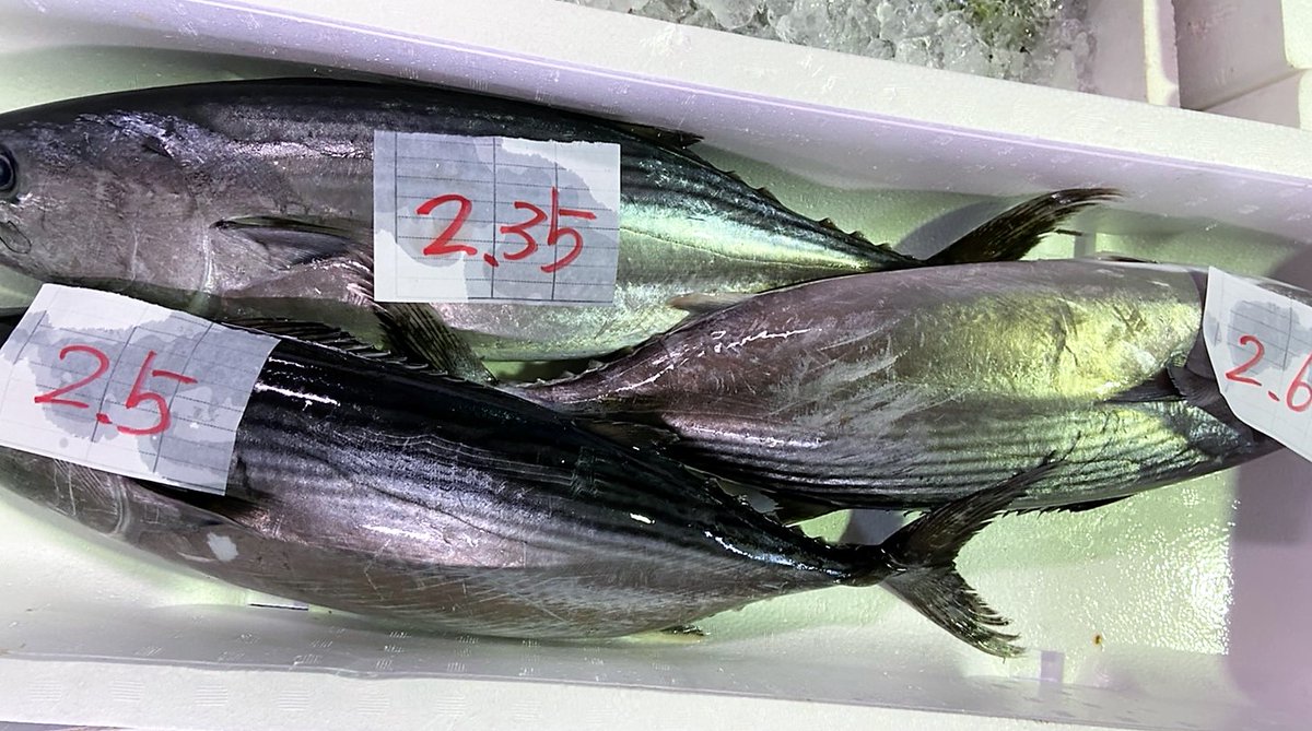山陰浜田港 渡辺鮮魚店 旨い魚に感謝です サワラ サバ ハガツオ どんどん脂乗ってきますよ 山陰浜田港 浜田港 鮮魚 鮮魚仲買 目利き 栂野恭範 渡辺鮮魚店 Watanabesengyo 日本海 日本海西部 Hamadafish 魚っておいしい T Co 山陰浜田港 渡辺鮮魚店 旨い魚に感謝です サワラ サバ ハガツオ どんどん脂乗ってきますよ 山陰浜田港 浜田港 鮮魚 鮮魚仲買 目利き 栂野恭範 渡辺鮮魚店 Watanabesengyo 日本海 日本海西部 Hamadafish 魚っておいしい T Co