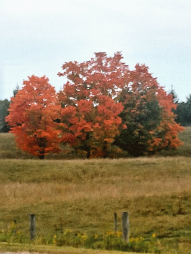 structureNate's tweet image. Waiting for the right time to change can make all the difference. 

#tree #CHANGE