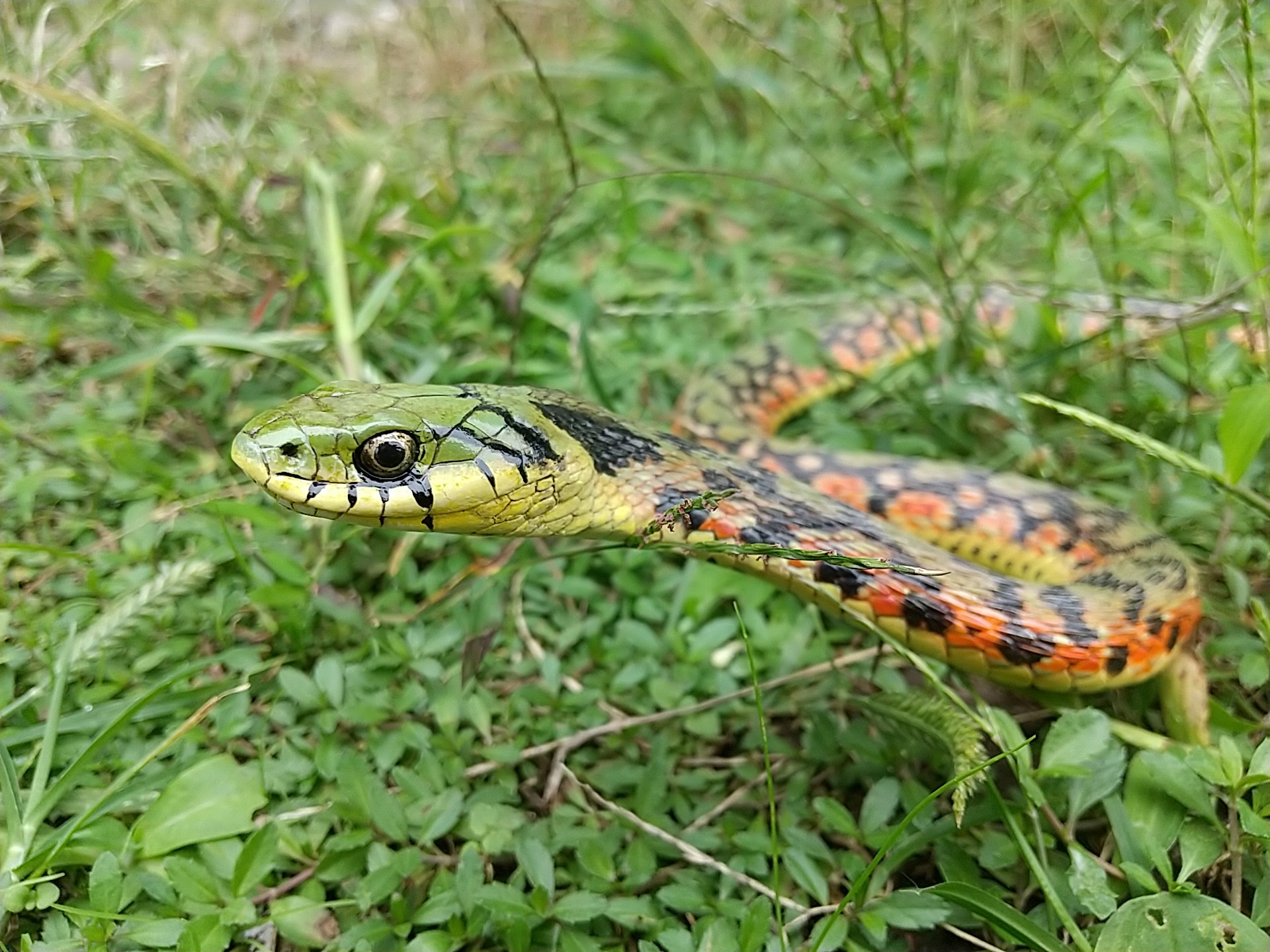 ヤマカガシ(レプリカ)