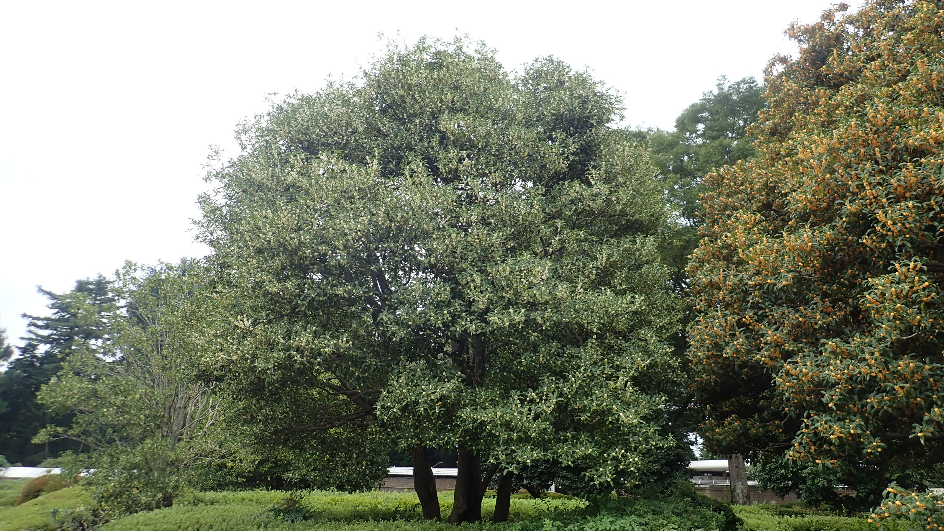神代植物公園 ニュース スタッフより 園芸係 次は ギンモクセイ キンモクセイ ウスギモクセイの本となった種 写真はギンモクセイの花と葉 ギンモクセイの花は白色 葉は楕円形で革質 葉の縁には 鋸歯 きょし という細かいギザギザがあります