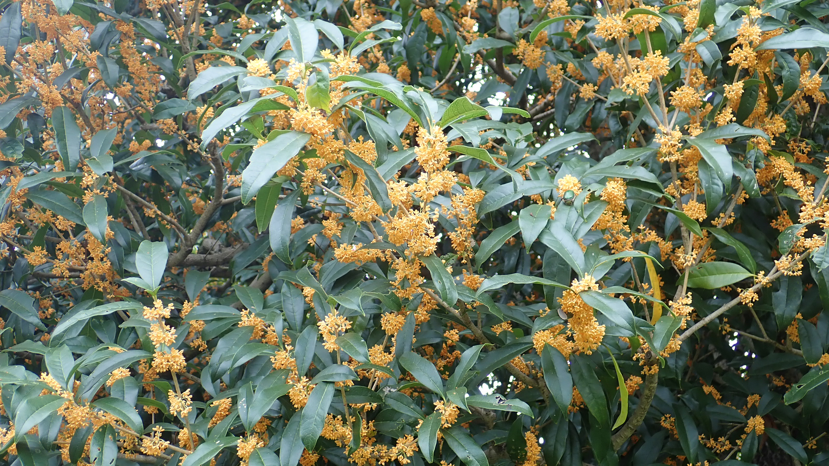 神代植物公園 ニュース スタッフより 園芸係 次は ギンモクセイ キンモクセイ ウスギモクセイの本となった種 写真はギンモクセイの花と葉 ギンモクセイの花は白色 葉は楕円形で革質 葉の縁には 鋸歯 きょし という細かいギザギザがあります