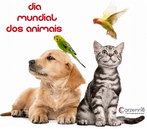 carzenne's tweet photo. Aqueles que mais ensinam sobre humanidade, nem sempre são humanos!!

#grupocarzenne #diamundialdosanimais https://t.co/7QTnhsgIwD