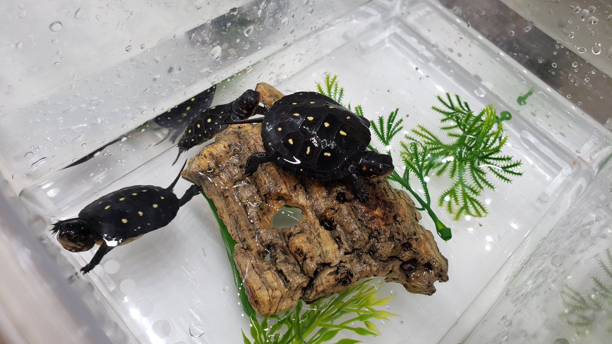 爬虫類倶楽部 中野店 本アカウント キボシイシガメ ノーザンダイヤモンドバックテラピン ガルフコーストハコガメ ニホンイシガメ ベビーサイズ入荷しました