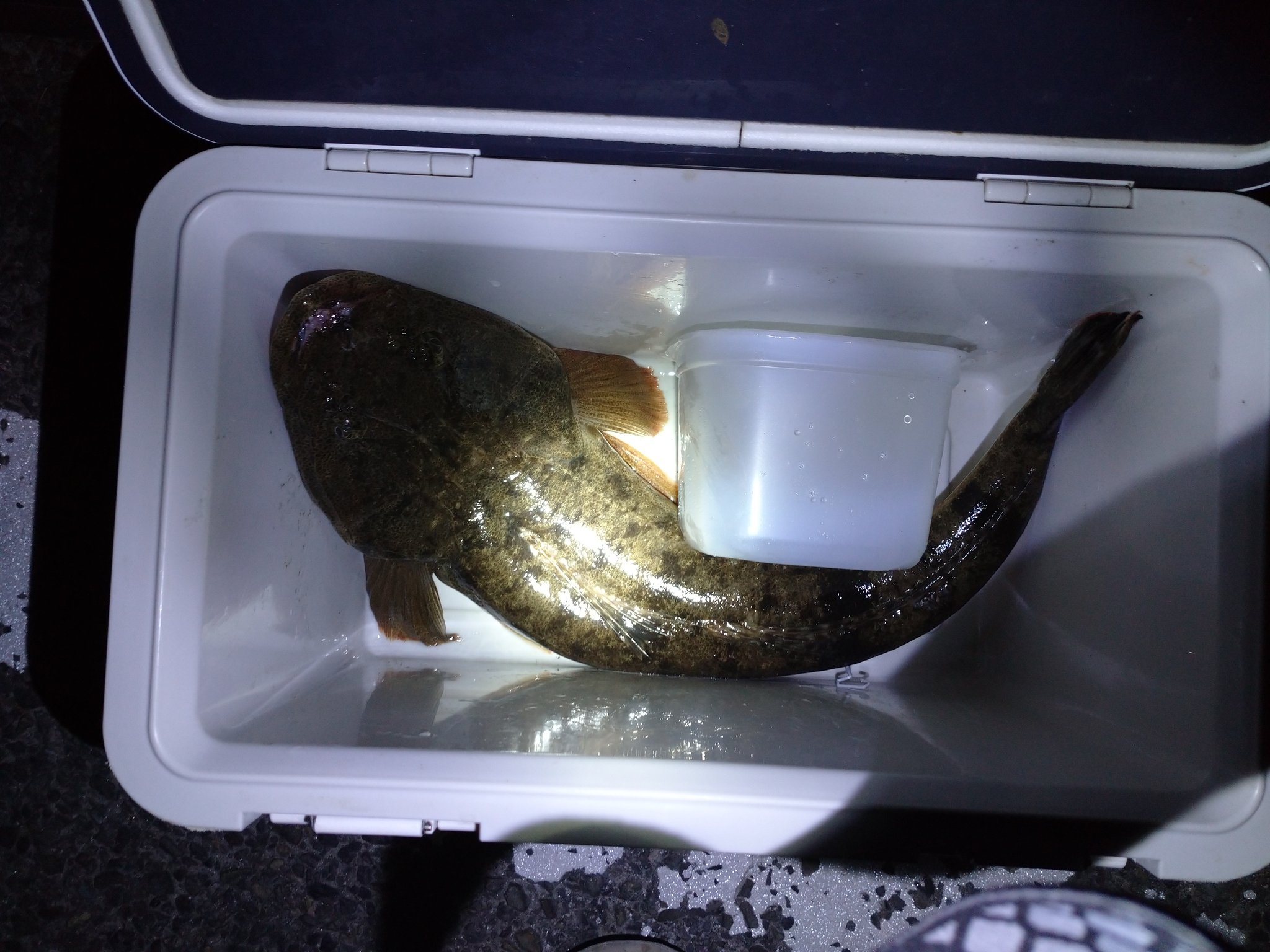 釣りのドザえもん 昨日の夜釣果 ハタ狙ってマゴチゲット 締め方良くわからずググって急所判明 グリグリしたら Kjカーリーのイワシカラーでマゴチ3匹目 実績ありすぎ マゴチ Kjカーリー T Co 56owfacuu7 Twitter