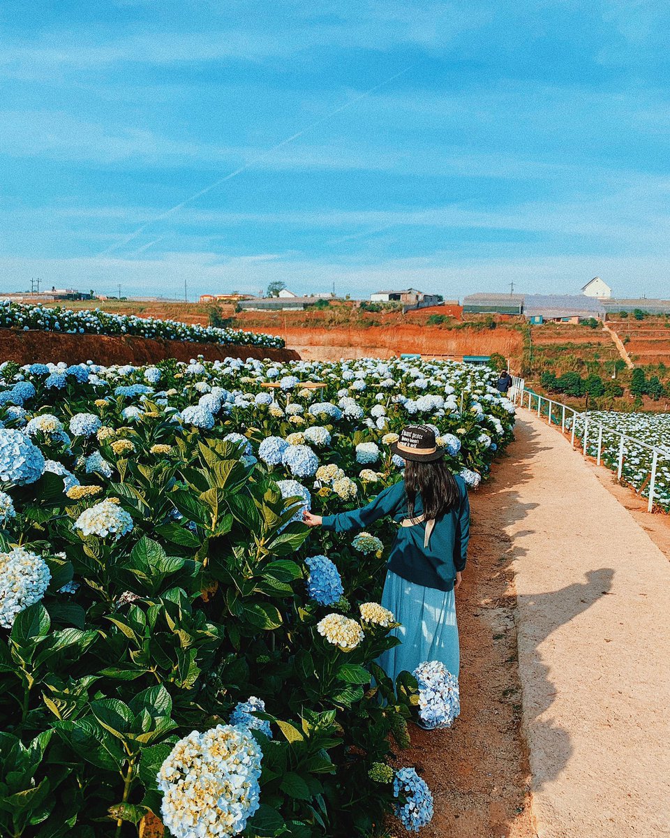 tiffanyng06's tweet photo. Hydrangea farm
#hydrangea #farm #garden #city #of #flowers #dalat #grly #travel #traveler #girlslovetravel #travelgirl #traveldiaries #justtravel #travelforever #traveldeeper #trip #triptour #explore #exploregirl #beautyfulplaces #beautyful #destination https://t.co/SF1Naewafv