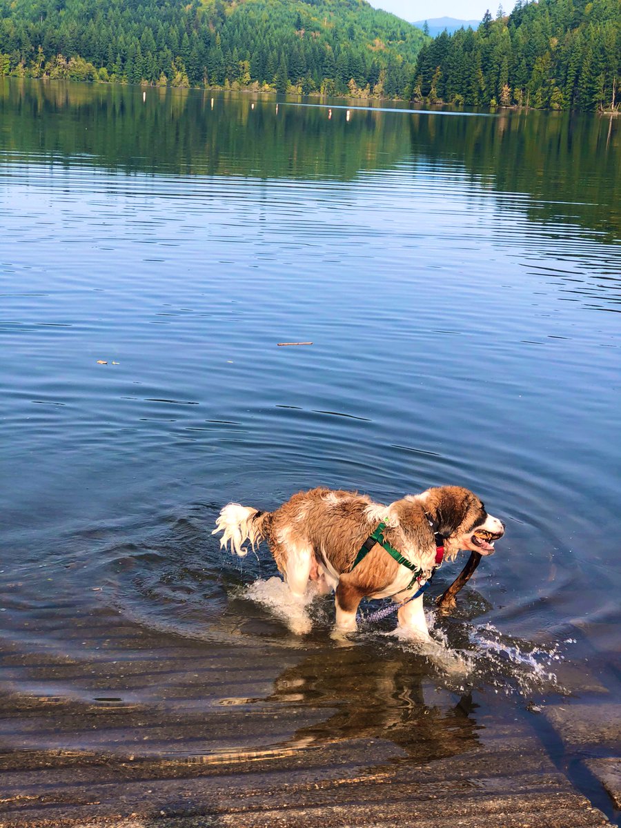 ThorTheSaint's tweet photo. @hotelsdotcom, 🐶 I’m Thor. Definitely up for the task to try out new hotels with me and my mom. Here’s my cute adorable self. Woof! 🐶🐶🐶
#CreatureCritic https://t.co/7TSWLFPCOA