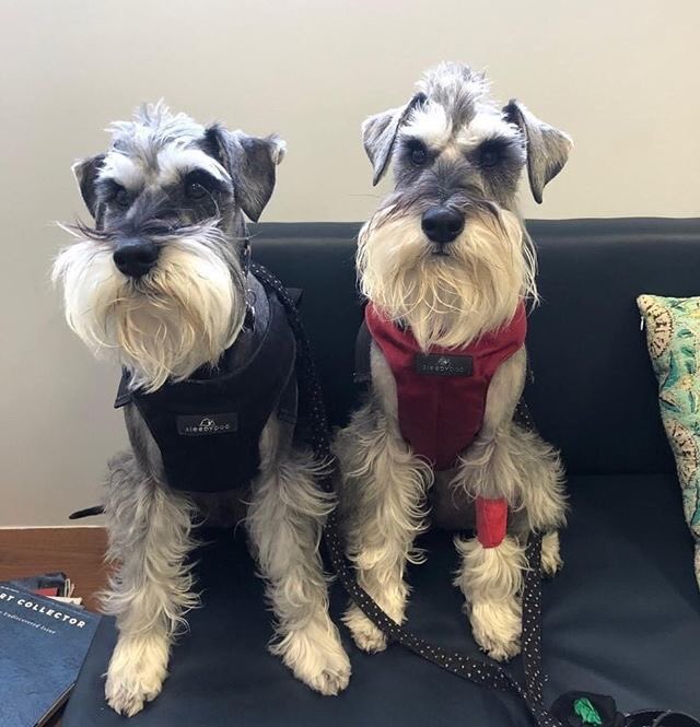 AnimaliusVet's tweet photo. You'd be forgiven for thinking you were seeing double in Animalius reception last week! Brothers and best buddies Emilio and Nicho are usually inseparable, so were delighted to be reunited after Emilio's medicine and ultrasound appointments.
#schnauzer https://t.co/uz75e5JLwC