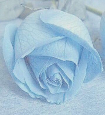 “𝘞𝘩𝘦𝘯 𝘐 𝘭𝘰𝘴𝘵 𝘵𝘩𝘦 ℓσνє 𝘧𝘰𝘳 ᴍʏꜱᴇʟꜰ

𝘐 𝘧𝘰𝘶𝘯𝘥 𝘰𝘶𝘵 𝘩𝘰𝘸 𝘵𝘰 ℓσνє 𝘰𝘵𝘩𝘦𝘳𝘴

𝘐𝘯 𝘵𝘩𝘦 𝘸𝘢𝘺 𝘵𝘩𝘢𝘵 𝘵𝘩𝘦𝘺 ꜱʜᴏᴜʟᴅ’ᴠᴇ 𝘭𝘰𝘷𝘦𝘥 𝘮𝘦 𝘣𝘢𝘤𝘬 “

|AU Sonic|
|Literate|
|N/SFW-Triggering Topics|
|NO LEWD|

↻ &amp; ♡?