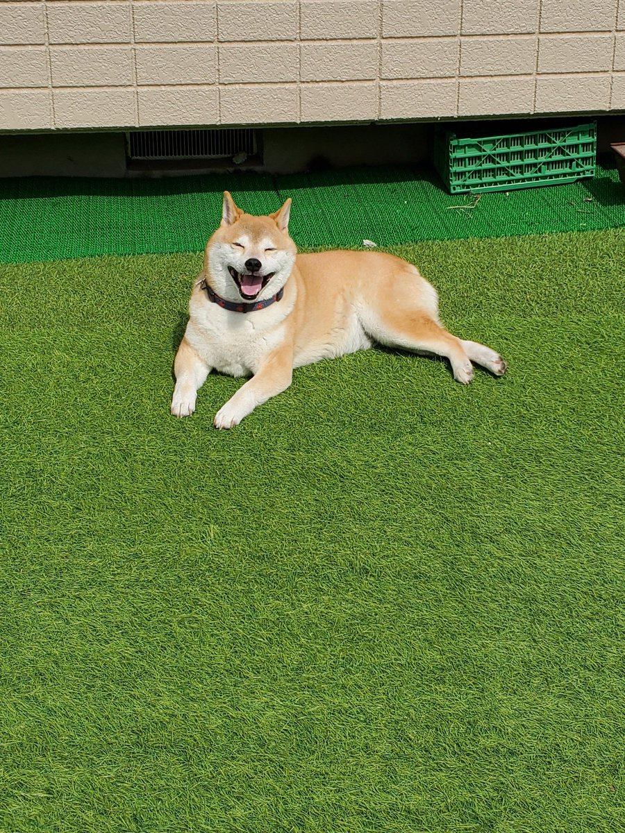 遠くからでも笑顔だと伝わってくる犬 ナルコさんのtwitterで話題の画像