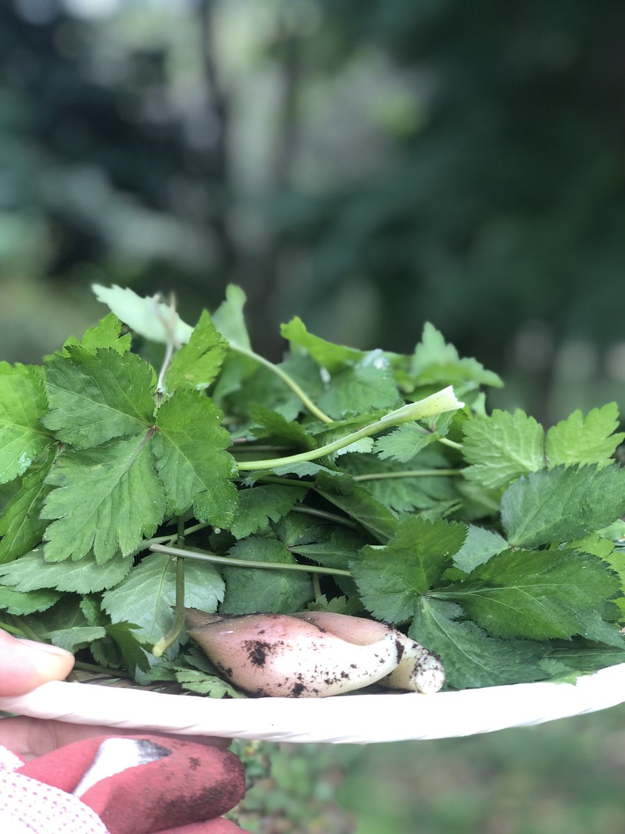 Cafe Jicca カフェジッカ 次回子ども食堂は11 7 日 17時 庭に自生してる野生の三つ葉 摘んで卵雑炊に カフェ 前橋市 赤城山 ランチ おにぎり お味噌汁