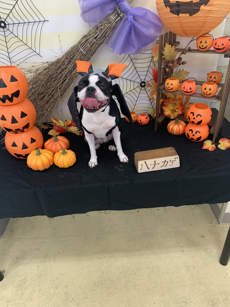 Othello_with_tiny_eyes٩( ᐛ )و tweet media