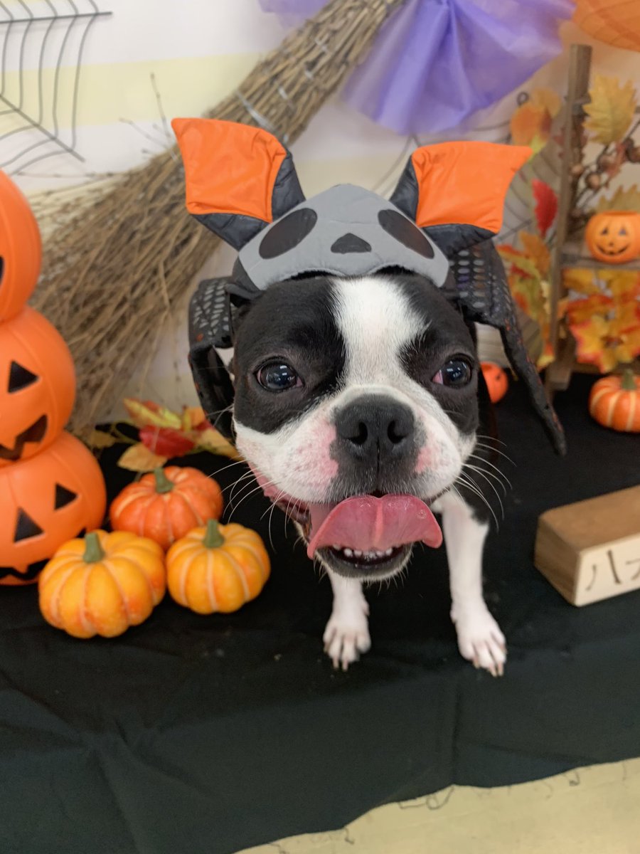 Othello_with_tiny_eyes٩( ᐛ )و tweet media